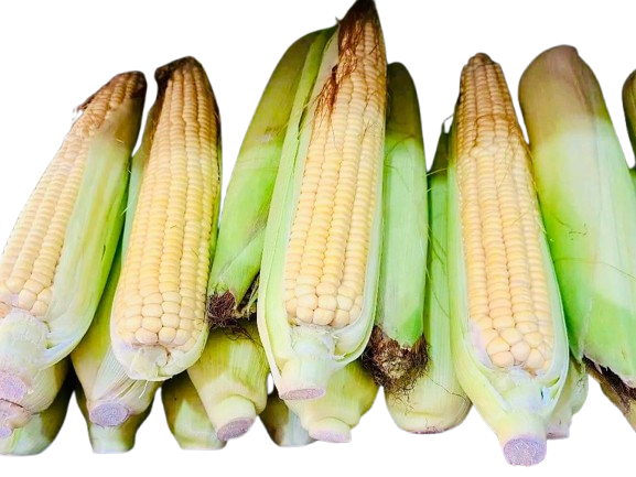 Misty Vhutta (Sweet Corn)
